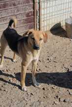 AIKO, Hund, Mischlingshund in Rumänien - Bild 1