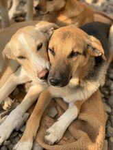 AIKO, Hund, Mischlingshund in Rumänien - Bild 13