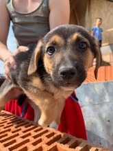 AIKO, Hund, Mischlingshund in Rumänien - Bild 17