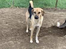 AIKO, Hund, Mischlingshund in Rumänien - Bild 2