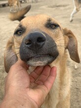 AIKO, Hund, Mischlingshund in Rumänien - Bild 4