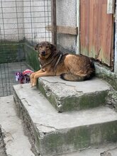 SINA, Hund, Mischlingshund in Rumänien - Bild 2