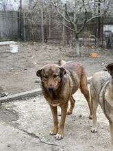 SINA, Hund, Mischlingshund in Rumänien - Bild 5