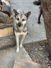 MILO, Hund, Mischlingshund in Rumänien - Bild 3