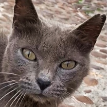 SALMOREJO, Katze, Russisch Blau in Spanien