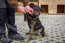 STELLA, Hund, Mischlingshund in Slowakische Republik - Bild 1