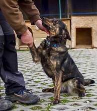 STELLA, Hund, Mischlingshund in Slowakische Republik - Bild 5