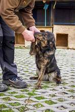 STELLA, Hund, Mischlingshund in Slowakische Republik - Bild 6