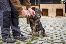 STELLA, Hund, Mischlingshund in Slowakische Republik - Bild 7