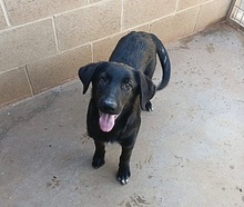 KORI, Hund, Labrador-Mix in Spanien - Bild 1