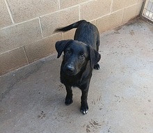 KORI, Hund, Labrador-Mix in Spanien - Bild 2