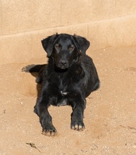 KORI, Hund, Labrador-Mix in Spanien - Bild 4