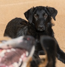 KORI, Hund, Labrador-Mix in Spanien - Bild 5