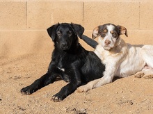 KORI, Hund, Labrador-Mix in Spanien - Bild 6