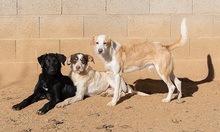 KORI, Hund, Labrador-Mix in Spanien - Bild 7