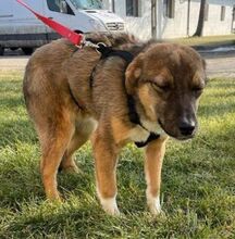 BOWIE, Hund, Mischlingshund in Altena - Bild 20