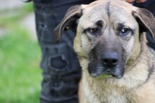 COBOLA, Hund, Deutsche Dogge-Mix in Rumänien - Bild 1