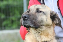 COBOLA, Hund, Deutsche Dogge-Mix in Rumänien - Bild 2