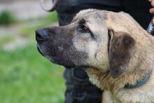 COBOLA, Hund, Deutsche Dogge-Mix in Rumänien - Bild 3