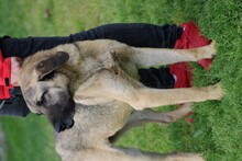 COBOLA, Hund, Deutsche Dogge-Mix in Rumänien - Bild 6