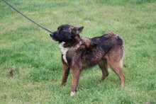 POLINA, Hund, Mischlingshund in Rumänien - Bild 3