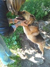 EMILY, Hund, Deutscher Schäferhund in Italien - Bild 3