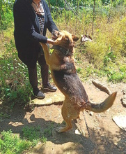 EMILY, Hund, Deutscher Schäferhund in Italien - Bild 5