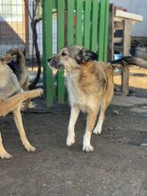 MANILA, Hund, Mischlingshund in Rumänien - Bild 3