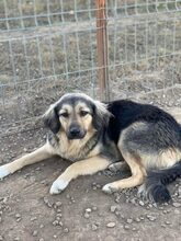 NELIA, Hund, Mischlingshund in Rumänien - Bild 1