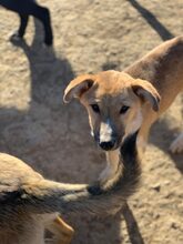 LOTTI, Hund, Mischlingshund in Rumänien - Bild 1