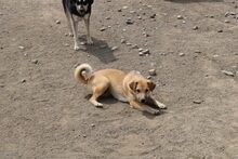 LOTTI, Hund, Mischlingshund in Rumänien - Bild 2