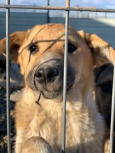 LOTTI, Hund, Mischlingshund in Rumänien - Bild 3