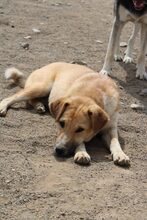 LOTTI, Hund, Mischlingshund in Rumänien - Bild 4