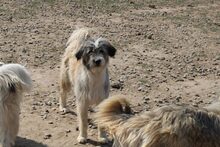 PETRIE, Hund, Mischlingshund in Rumänien - Bild 1