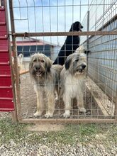 PETRIE, Hund, Mischlingshund in Rumänien - Bild 2