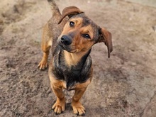 LUJZA, Hund, Mischlingshund in Ungarn