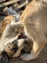 SIRHENRY, Hund, Mischlingshund in Rumänien - Bild 10