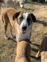 SIRHENRY, Hund, Mischlingshund in Rumänien - Bild 16