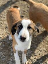 SIRHENRY, Hund, Mischlingshund in Rumänien - Bild 20