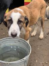 SIRHENRY, Hund, Mischlingshund in Rumänien - Bild 21