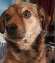 PINO, Hund, Mischlingshund in Nordmazedonien