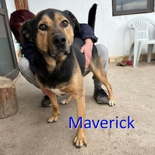 MAVERICK, Hund, Deutscher Schäferhund-Mix in Bulgarien - Bild 1