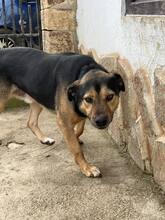 MAVERICK, Hund, Deutscher Schäferhund-Mix in Bulgarien - Bild 6