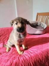 VEX, Hund, Mischlingshund in Bulgarien - Bild 7