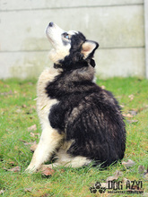 MISHKA, Hund, Mischlingshund in Slowakische Republik - Bild 12