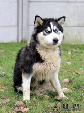 MISHKA, Hund, Mischlingshund in Slowakische Republik - Bild 2