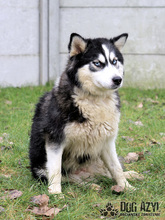 MISHKA, Hund, Mischlingshund in Slowakische Republik - Bild 3