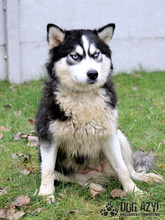 MISHKA, Hund, Mischlingshund in Slowakische Republik - Bild 4