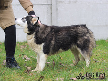 MISHKA, Hund, Mischlingshund in Slowakische Republik - Bild 9