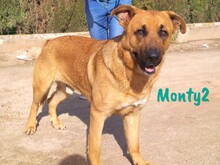 MONTY2, Hund, Mischlingshund in Spanien - Bild 2